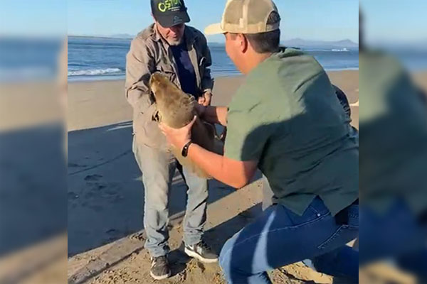 Bajo observación veterinaria la lobita marina rescatada en playas de Navolato