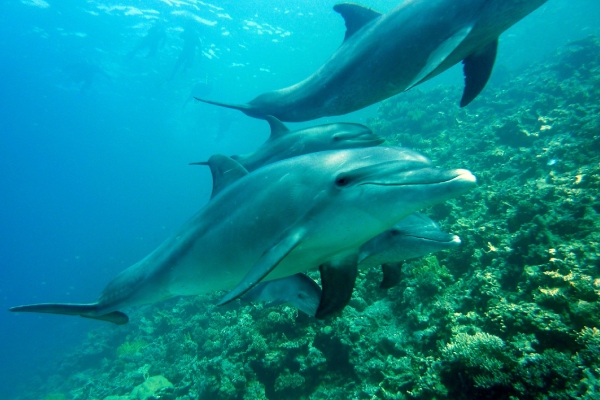 Rescatan a más de 200 delfines varados en playas de Venezuela