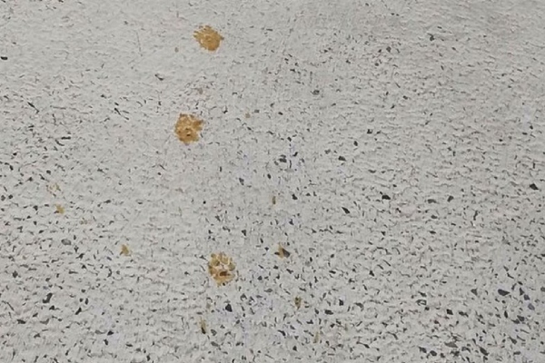 Un gato tóxico pone en alerta a Fukuyama, Japón