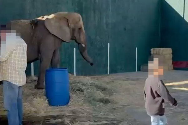 Negligencia de la Semarnat pone en riesgo a la elefanta Annie