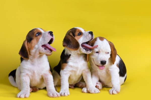 Prepara a tu cachorro para sus visitas al veterinario