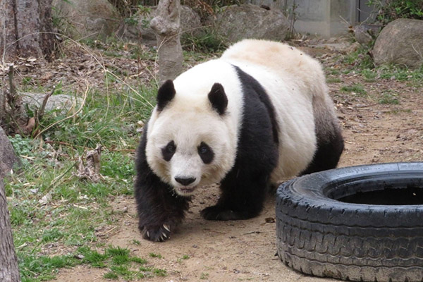 Fallece "Tan Tan", el panda más anciano de Japón