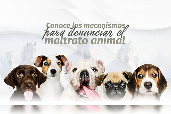Refuerza Congreso del Estado mecanismos de denuncia ante casos de maltrato animal