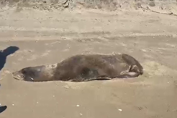 Rescatan lobo marino en playas de Navolato; su estado de salud es delicado
