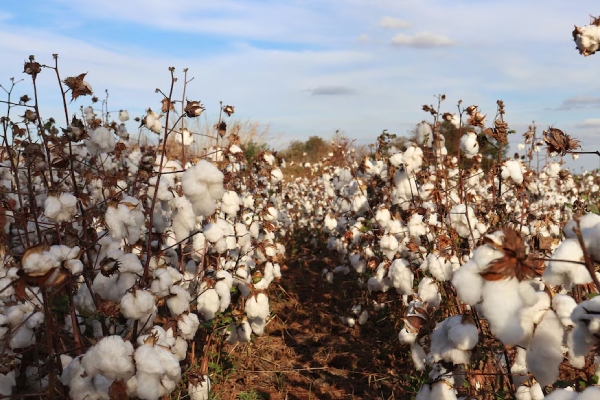 H&M y Zara utilizan algodón obtenido por deforestación ilegal, asegura investigación