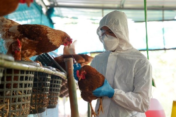 Variante H5N1 de gripe aviar despierta "enorme preocupación" de la OMS