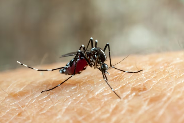 Brasil supera los 4 millones de casos de dengue en 2024, según Ministerio de Salud