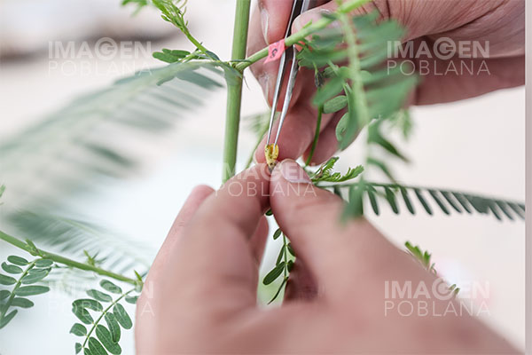 Utilizan semillas de estación espacial de China en experimentos de cultivo