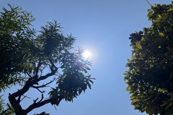 Ola de calor extrema para México con 16 estados a más de 40 grados Celsius