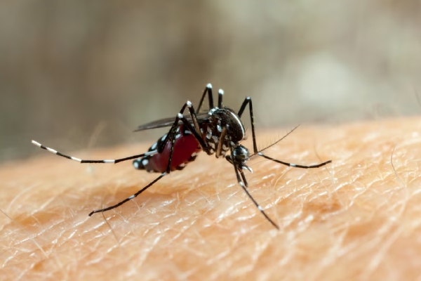 OMS valida nueva vacuna contra el dengue ante la creciente crisis en América Latina