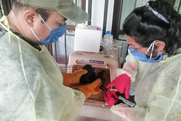 Mortandad de primates no se resuelve vía remota: AZCARM