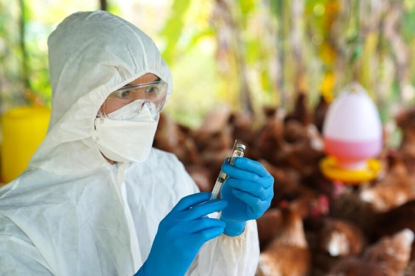 Detectan un nuevo caso de gripe aviar en humanos en granja de Michigan