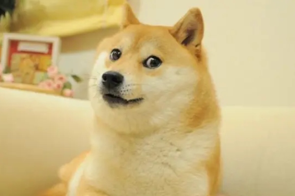 Muere el famoso perro del meme “Doge” e inspiración de la criptomoneda Dogecoin