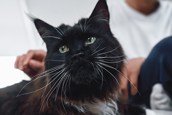 Parásitos en gatos: lo que un dueño responsable debe saber