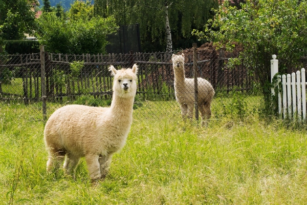 EU reporta el primer caso de gripe aviar en alpacas