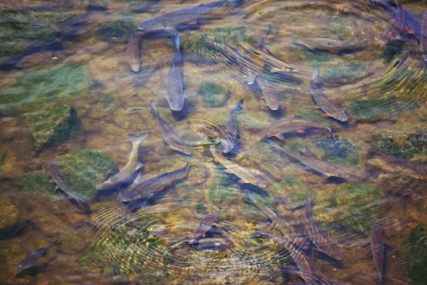 ¿Peces adictos? Contaminación por fármacos en ríos altera el comportamiento de especies acuáticas