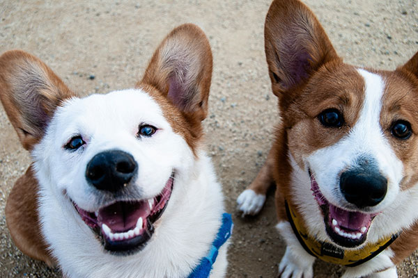 EU anunció cambios a partir de agosto para ingresar al país con perros