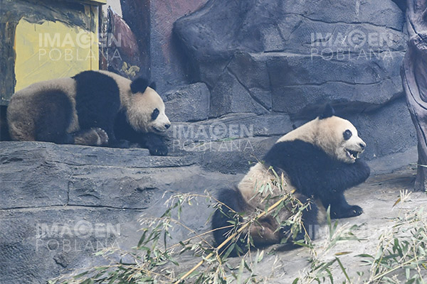 Dos pandas gigantes parten desde China hacia Estados Unidos