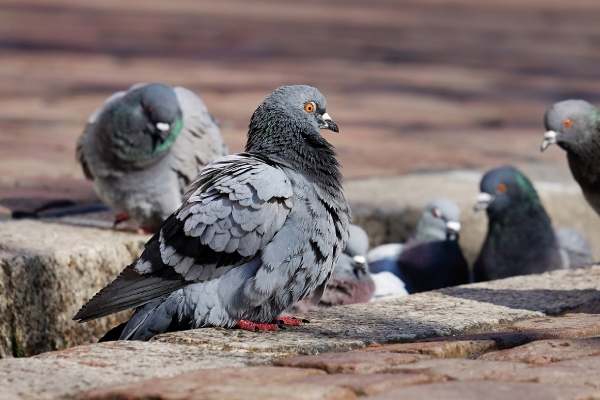 Singapur exterminará palomas para "salvaguardar la salud pública"