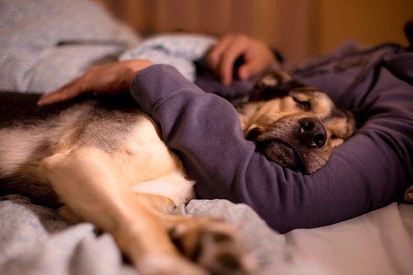 Las 5 enfermedades graves que pueden contagiar los animales a los humanos