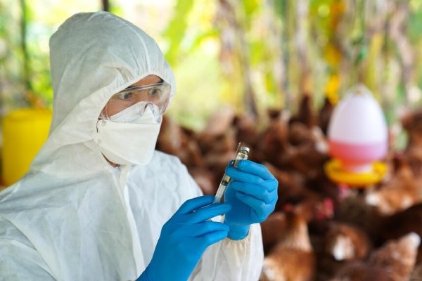Finlandia, primer país del mundo en ofrecer vacunación contra la gripe aviar
