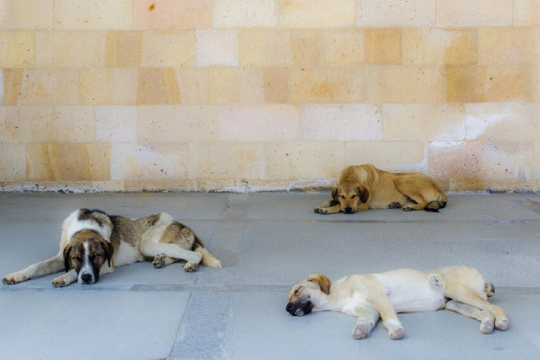 La noble labor de "Cachorrilandia", resguardar a cientos de perros durante paso de Beryl