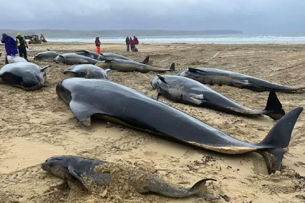 Varamiento masivo de ballenas en isla escocesa alerta a autoridades