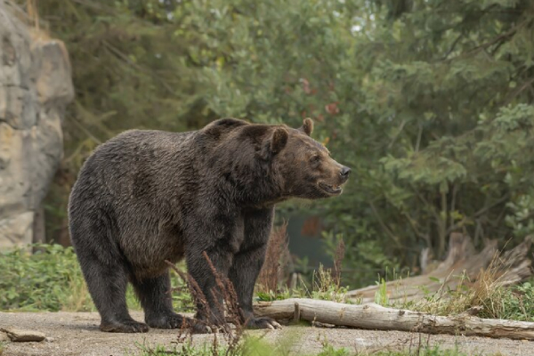 Un oso pardo asesina brutalmente a una joven en Rumania