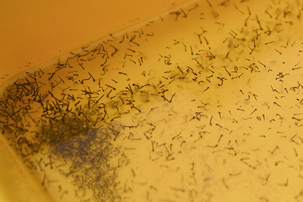 Reporta Salud 11 contagios por dengue en últimas 24 horas