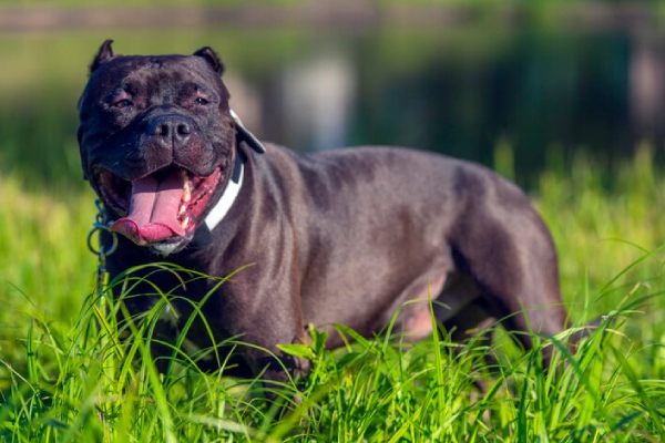 Irlanda se une a Reino Unido y también prohíbe a los perros American Bully XL