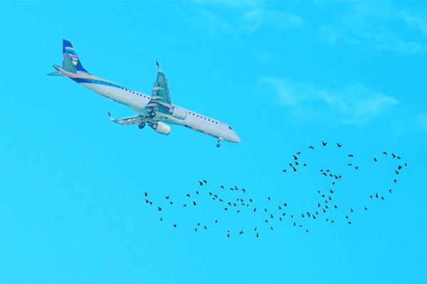 Avión aterriza de emergencia en Paraguay tras impactar contra aves