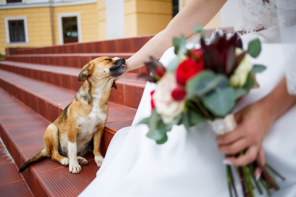 Mascotas como testigos de bodas, la nueva moda en Nueva York