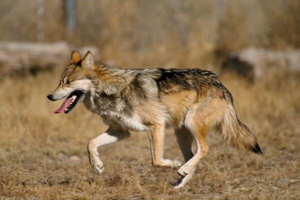 Seje, la loba mexicana que desató graves críticas contra el Zoológico de Chapultepec