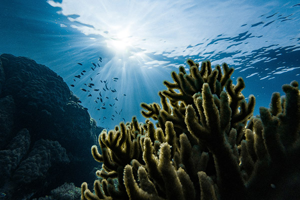 Detectan blanqueamiento de corales en aguas alrededor de Taiwan por ola de calor