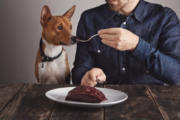 Reino Unido aprueba la carne cultivada como alimento para mascotas