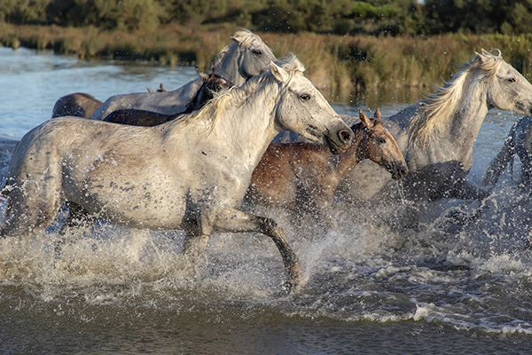 Escasez de agua en río Evros está matando caballos salvajes en Grecia