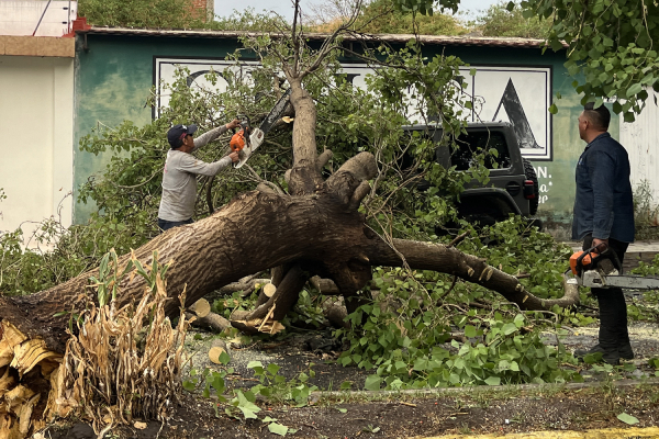 Caída de árboles en Puebla, un peligro más en época de lluvias