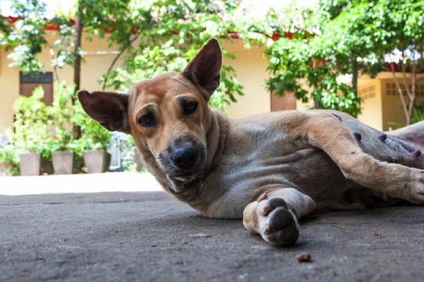 Protestas en Seúl tras prohibición de carne de perro para consumo humano