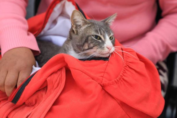 Inicia la Semana del Bienestar Animal en Puebla capital