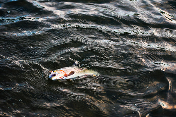 Decenas de peces muertos tras derrame químico en un canal del Reino Unido