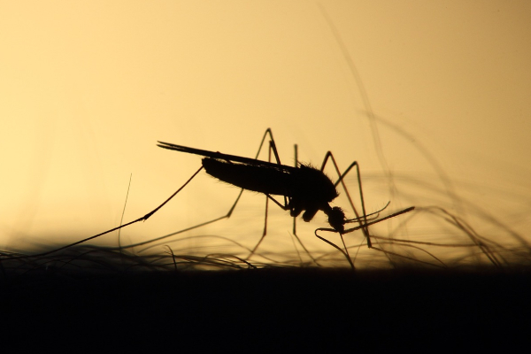 Rumanía registra siete casos de fiebre del Nilo Occidental desde junio