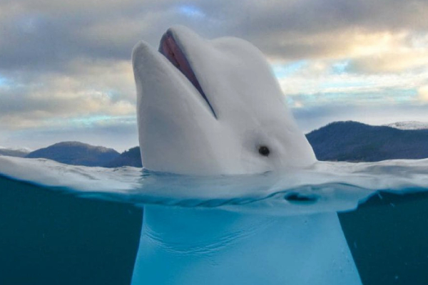 La beluga "espía rusa" fue asesinada intencionalmente, revela investigación