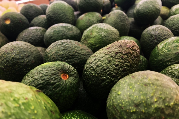 Declaran nuevas zonas libres de plagas reglamentadas del aguacatero en México