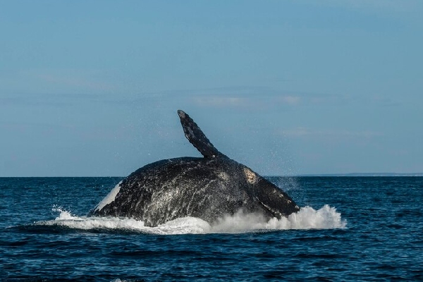 Santuario de ballenas en Atlántico Sur no alcanza mayoría necesaria para su creación