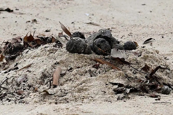 Australia cierra dos playas debido a extrañas “bolas negras de alquitrán”
