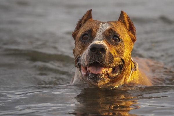 Arrestan al sujeto que dejó amarrado a su perro en medio de las inundaciones del huracán Milton