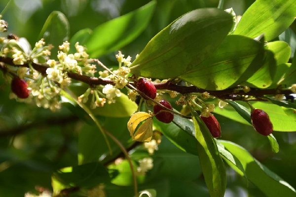 Las plantaciones de coca en Colombia alcanzan un nuevo máximo, según la ONU