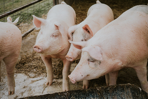 EU confirma gripe aviar H5N1 en cerdos por primera vez