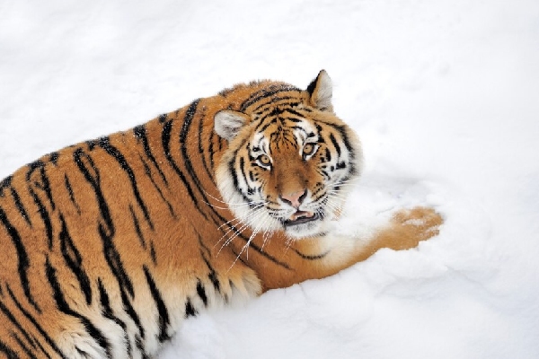 No importa la distancia: 160 kilómetros no pudieron separar a esta pareja de tigres siberianos