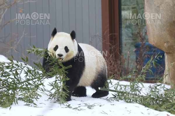Pareja de pandas gigantes son presentados públicamente en Washington